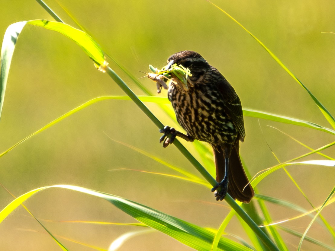 Red-winged Blackbird - ML620680279