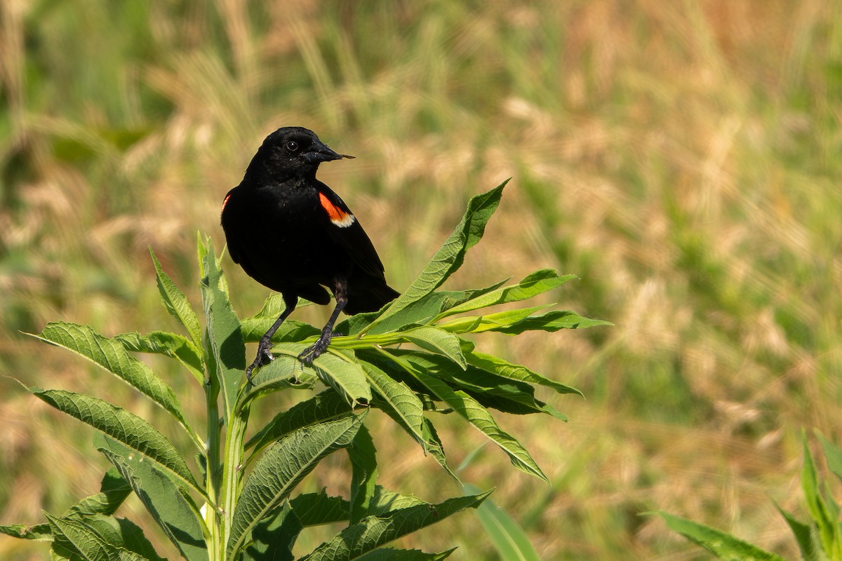 Red-winged Blackbird - ML620680280