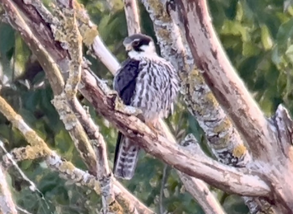 Eurasian Hobby - ML620680284