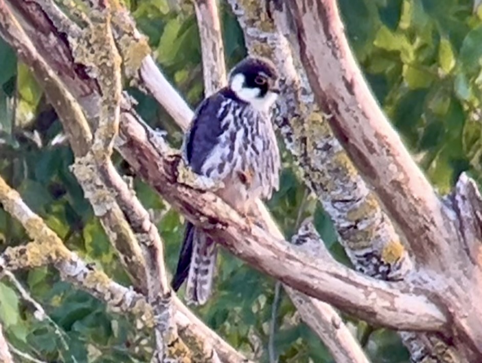 Eurasian Hobby - ML620680285