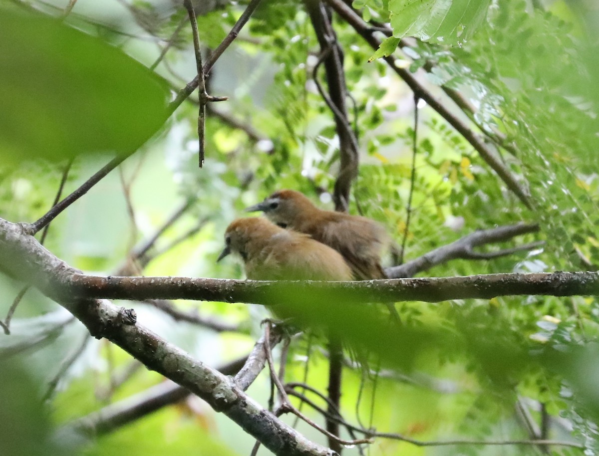 Crescent-chested Babbler - ML620680289