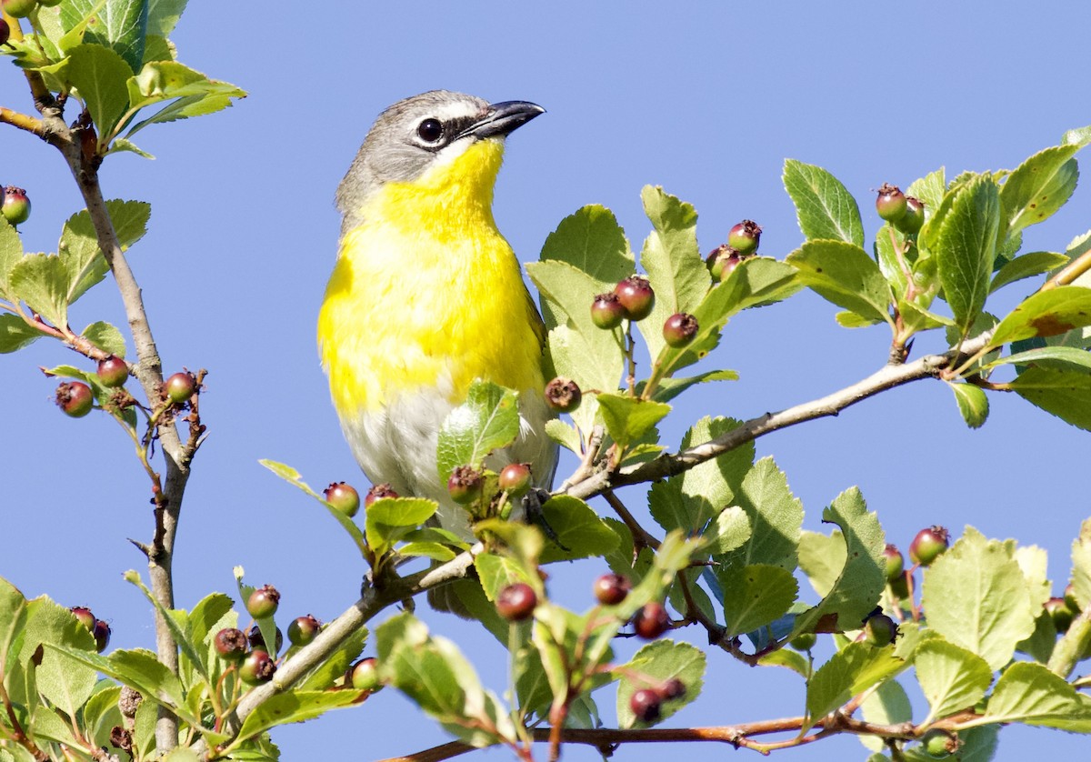 Yellow-breasted Chat - ML620680294