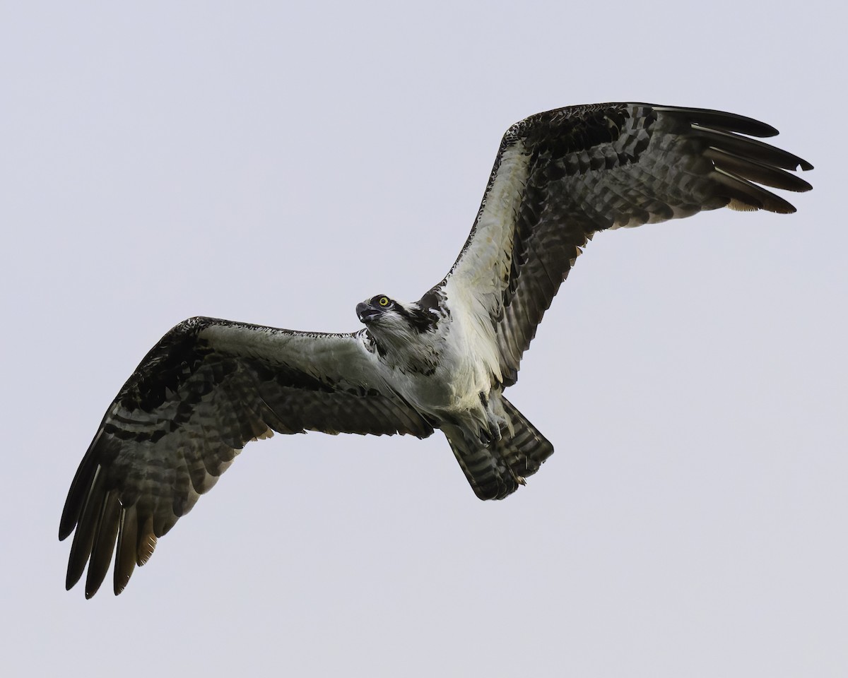 Balbuzard pêcheur - ML620680299