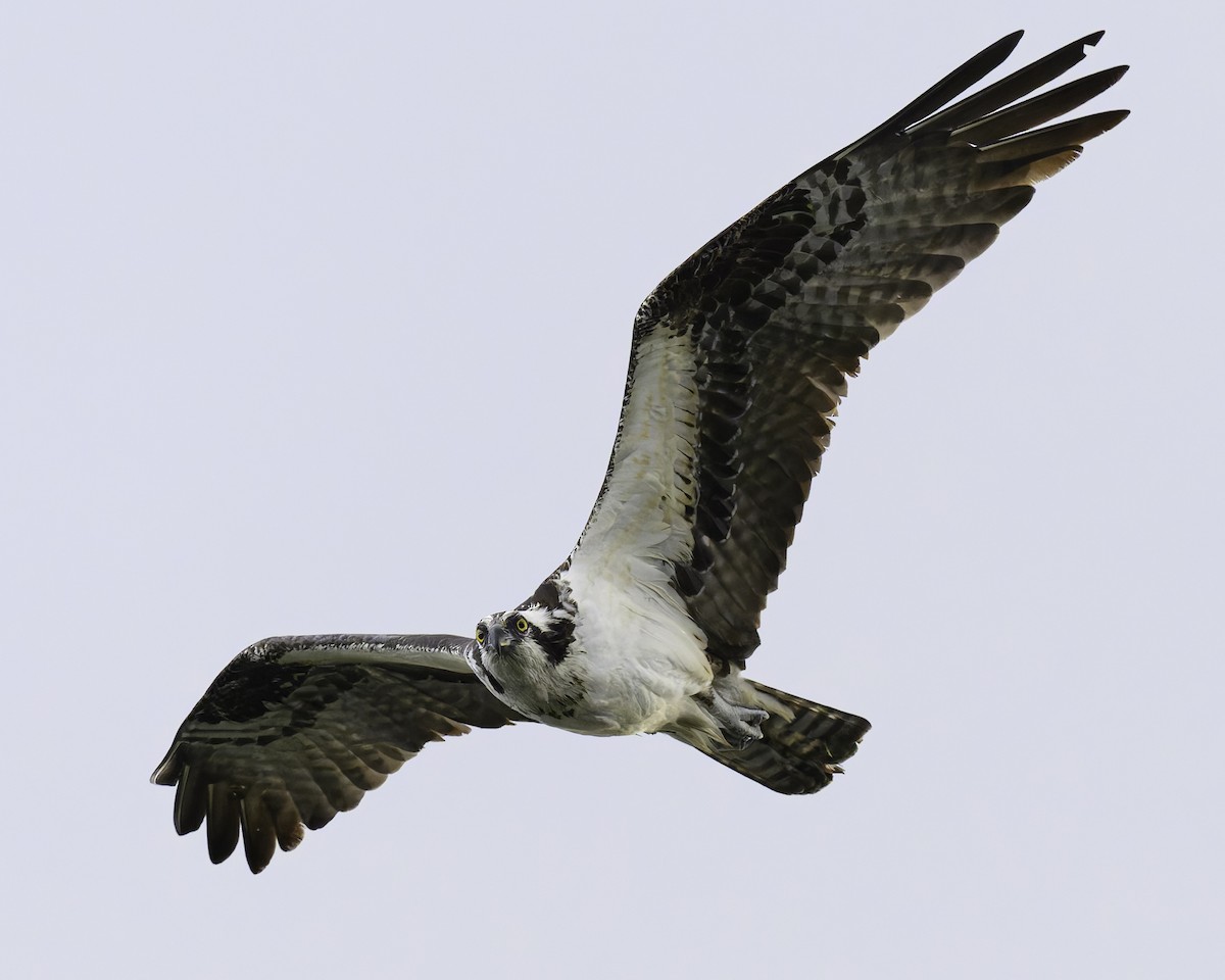 Osprey - ML620680301