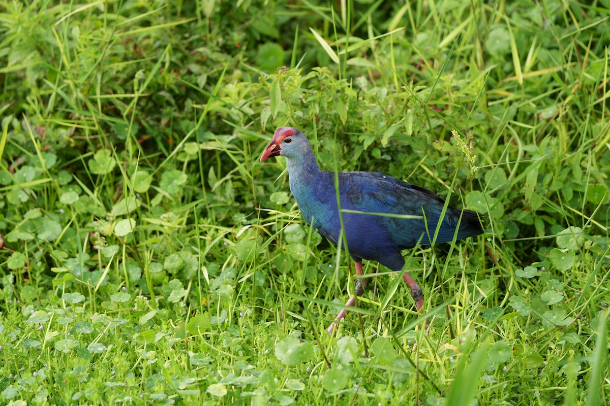 Gray-headed Swamphen - ML620680305