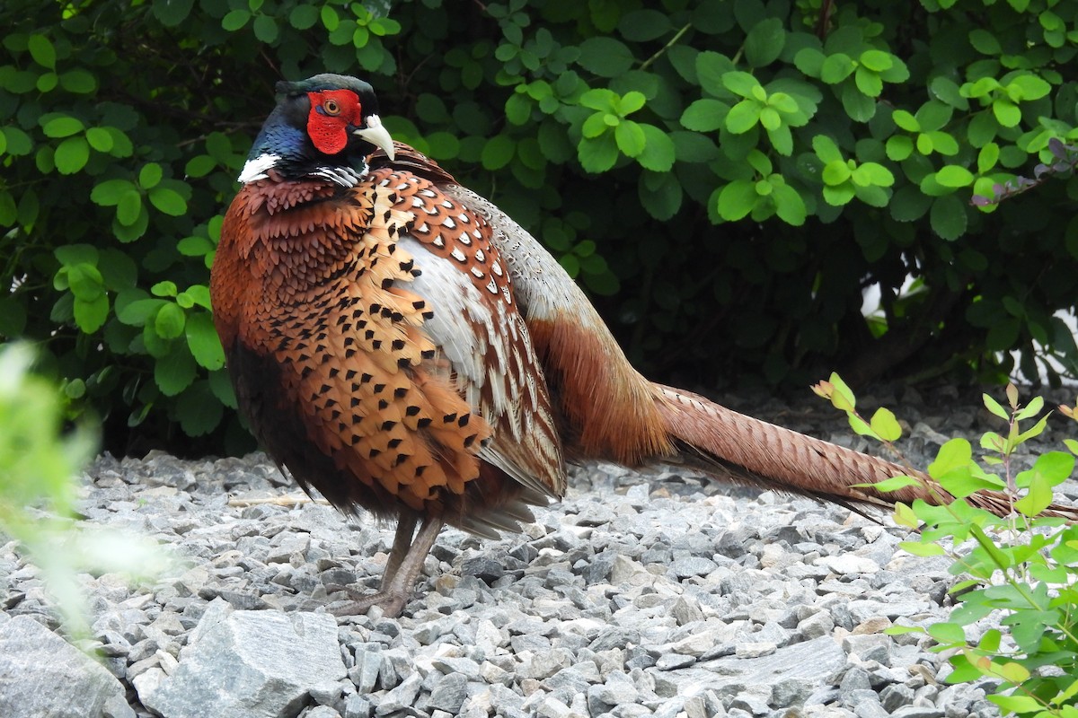 Ring-necked Pheasant - ML620680307