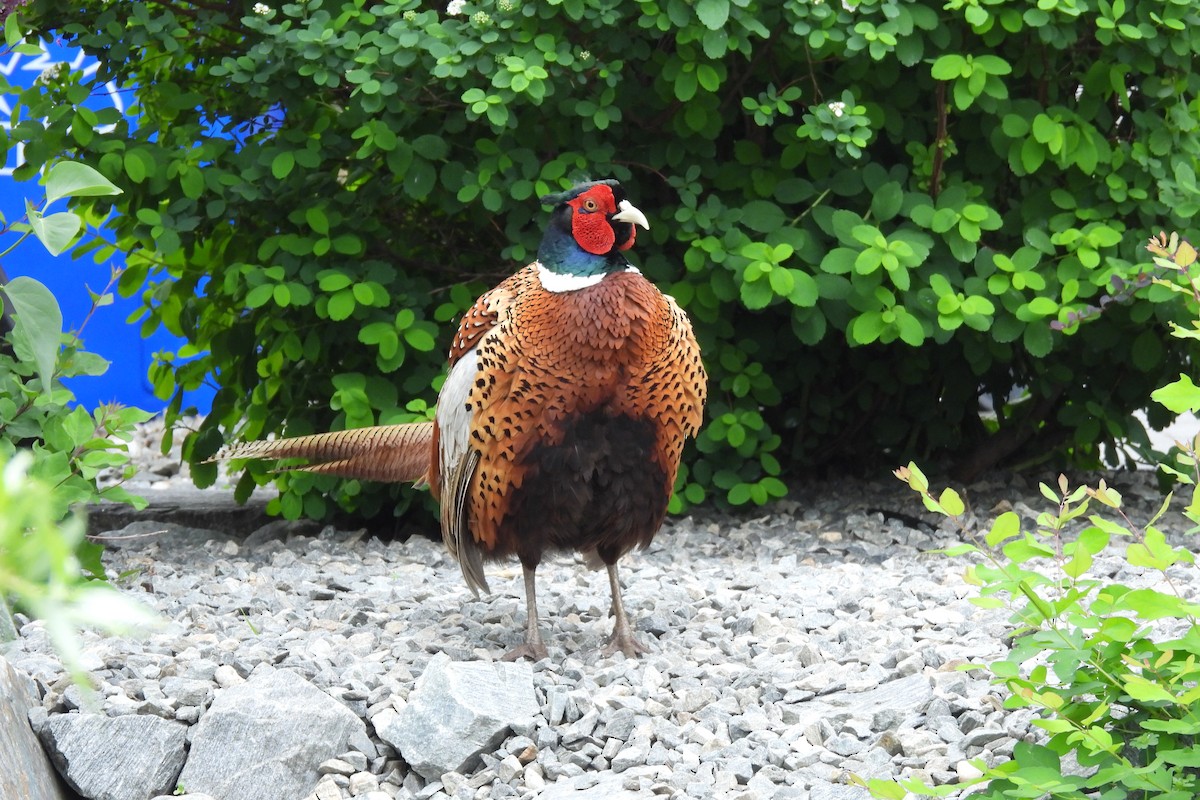 Ring-necked Pheasant - ML620680311