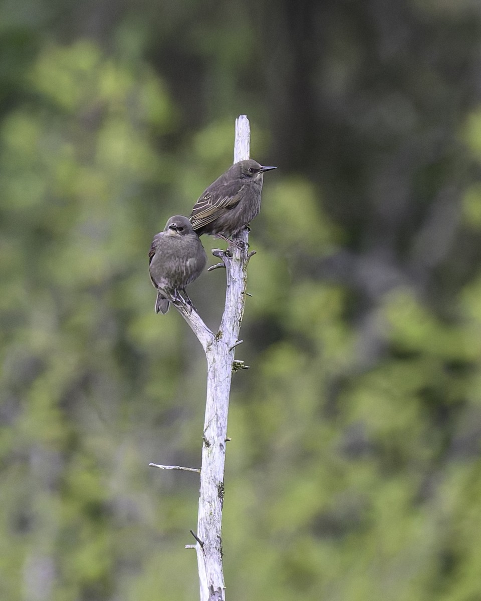 European Starling - ML620680313