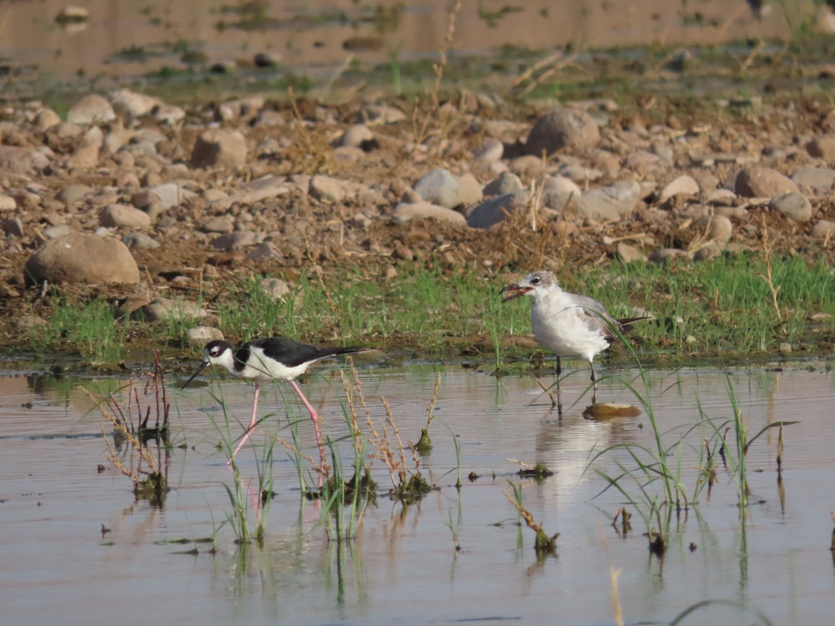 Laughing Gull - ML620680314