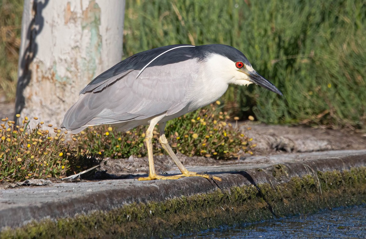 Black-crowned Night Heron - ML620680318