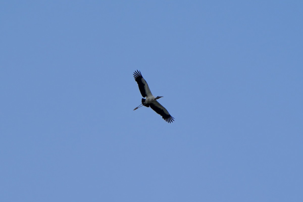 Wood Stork - ML620680320