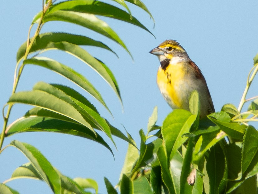 Dickcissel - ML620680321