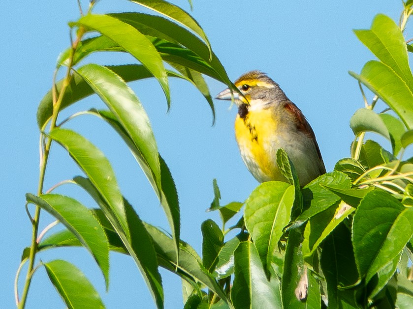 Dickcissel - ML620680323