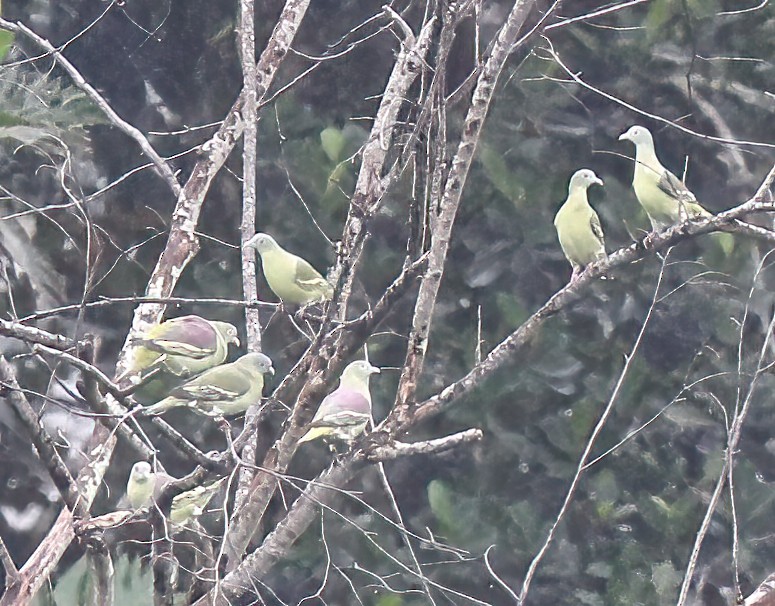 Gray-cheeked Green-Pigeon - ML620680334