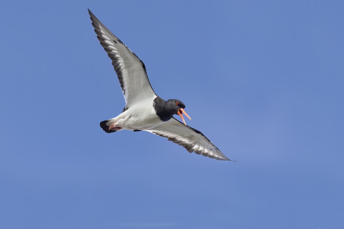 Eurasian Oystercatcher - ML620680337