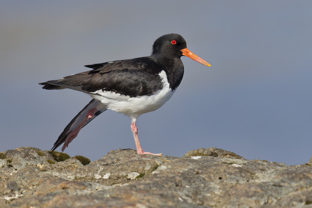 Eurasian Oystercatcher - ML620680338