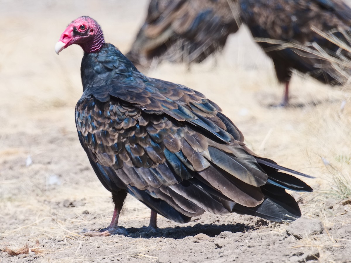 Turkey Vulture - ML620680339