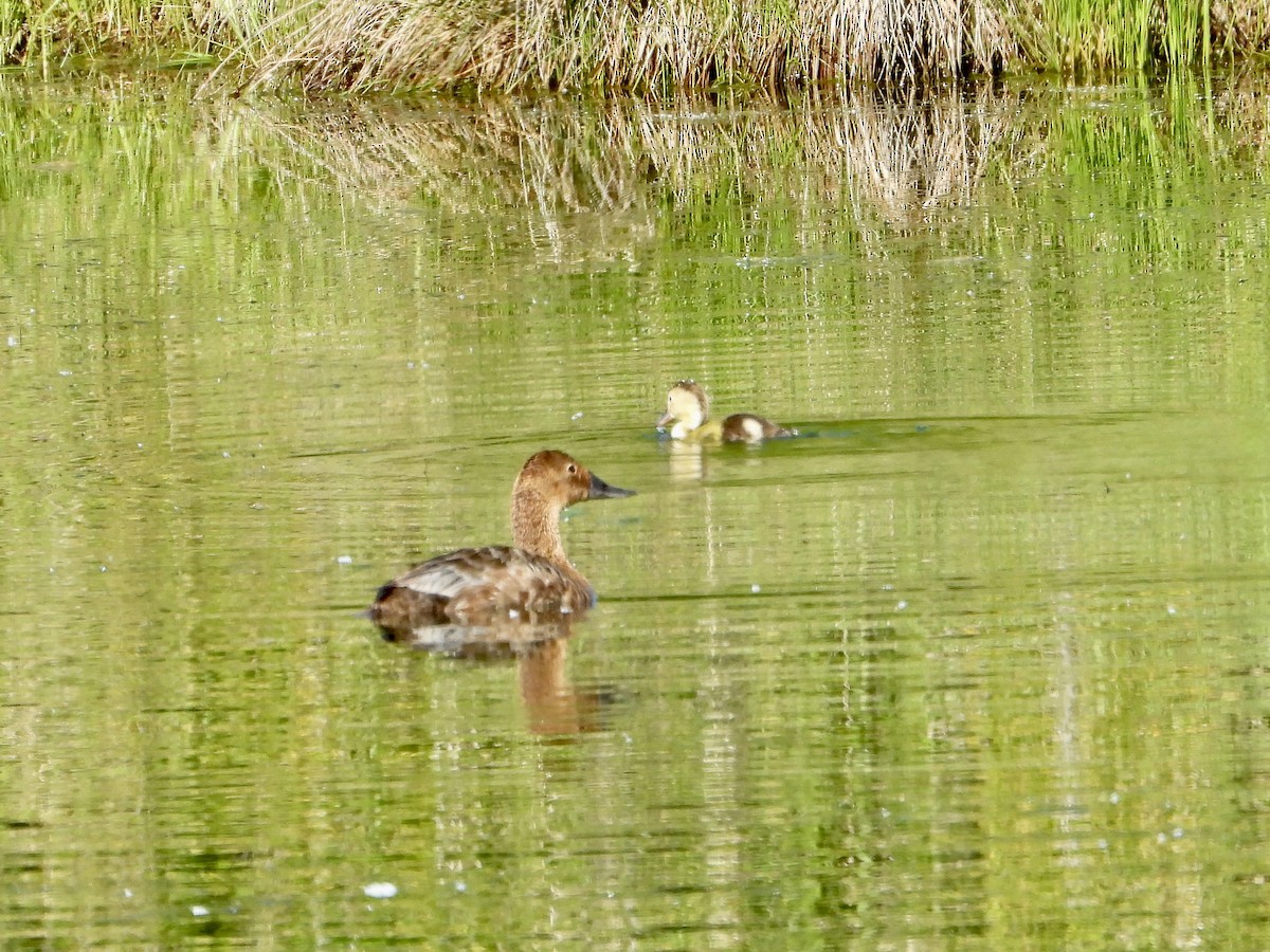 Canvasback - ML620680342