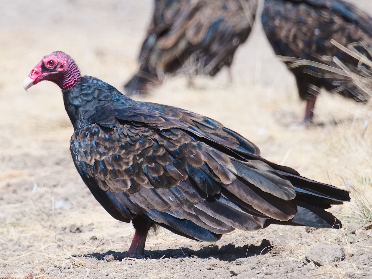 Turkey Vulture - ML620680343