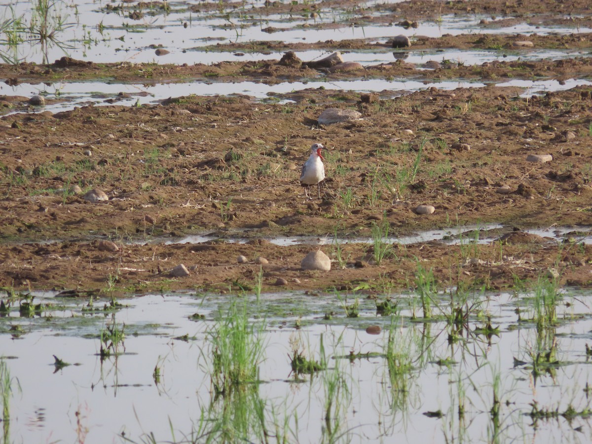 Laughing Gull - ML620680344