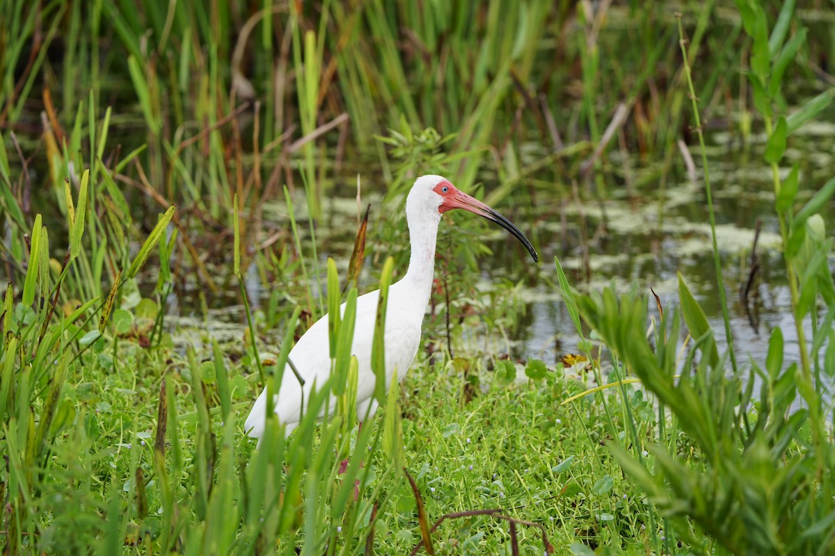 White Ibis - ML620680345