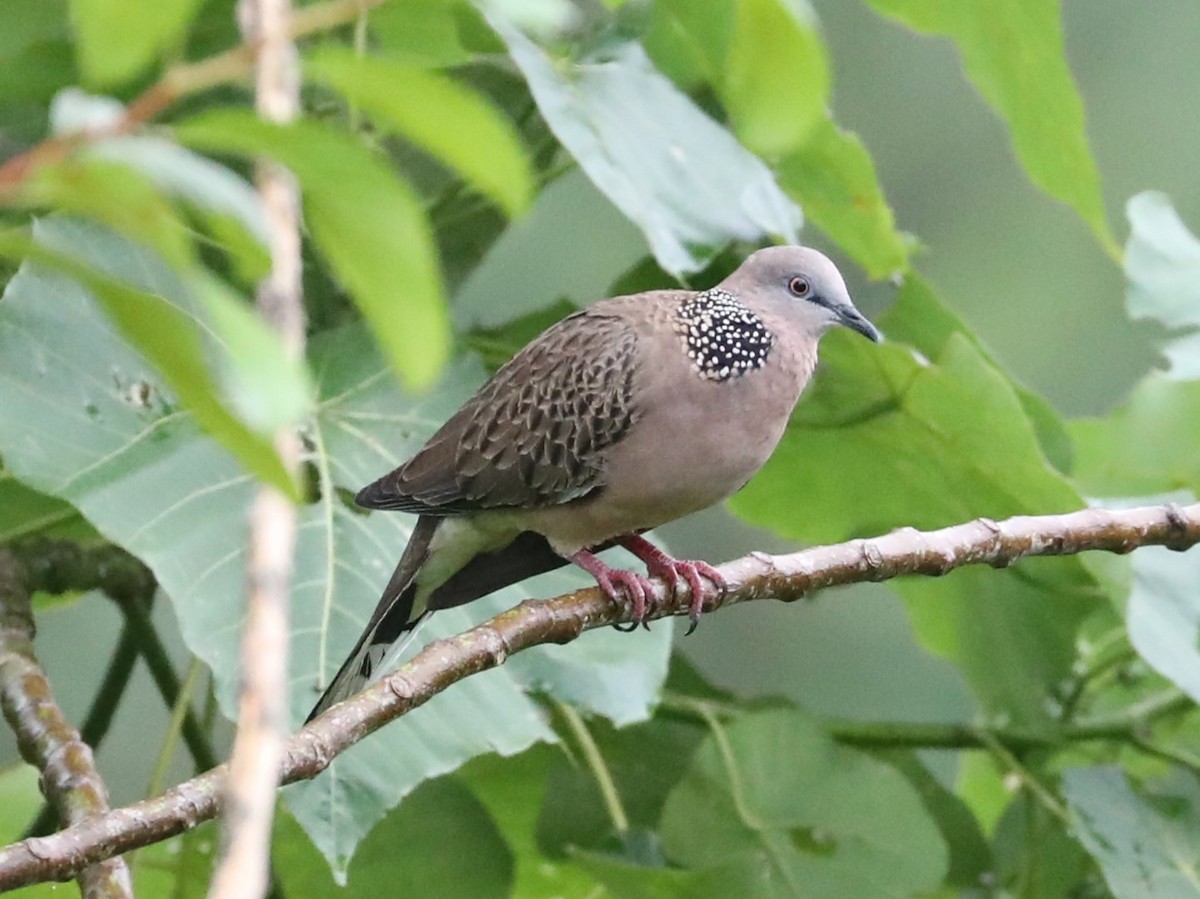Spotted Dove (Eastern) - ML620680346
