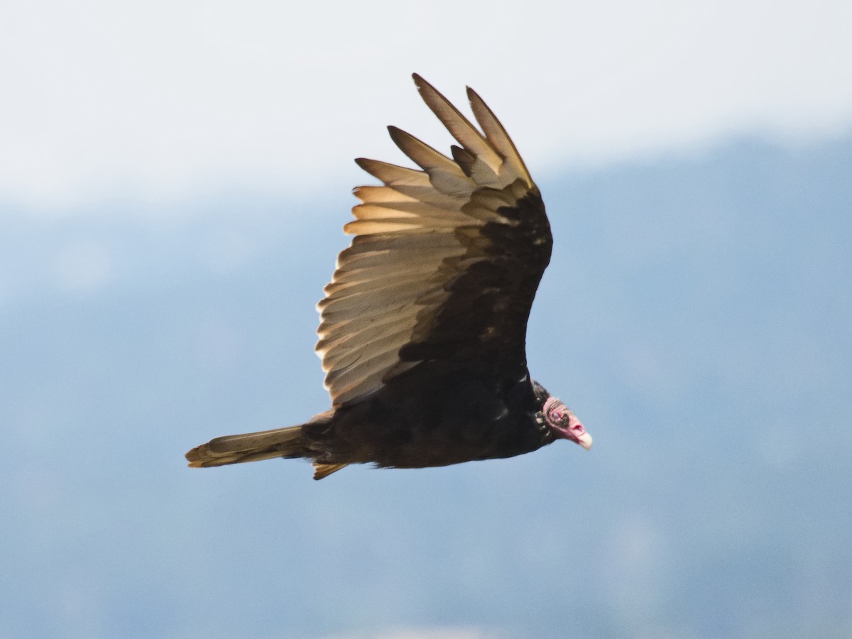 Urubu à tête rouge - ML620680348