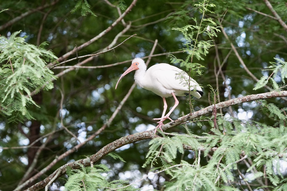 ibis bílý - ML620680349