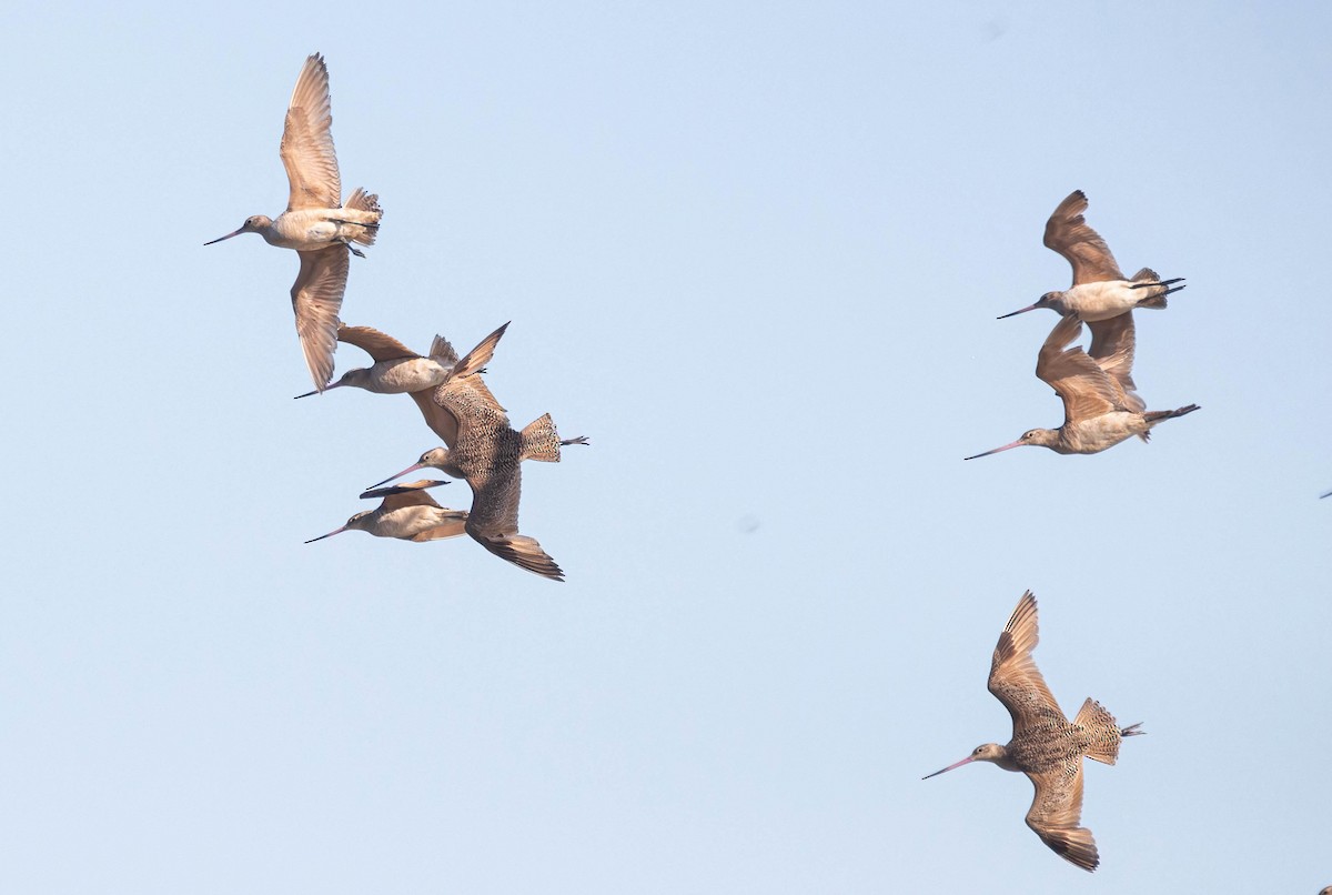 Marbled Godwit - ML620680352