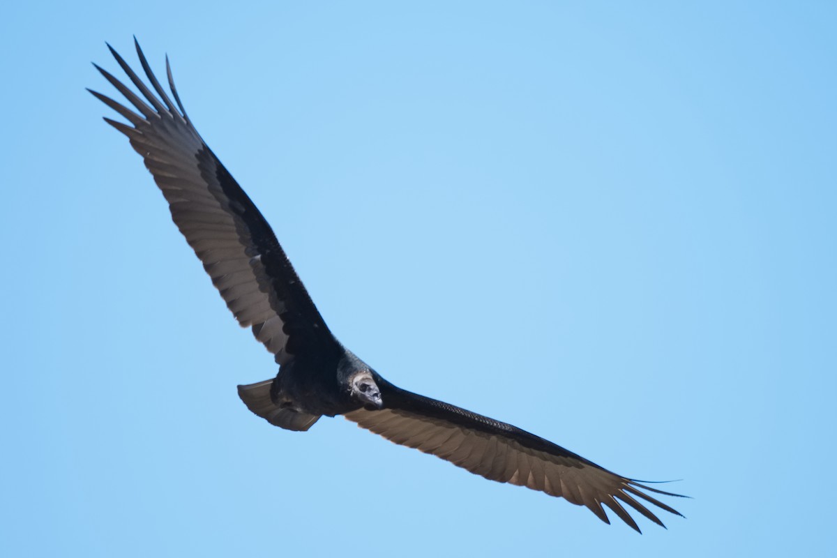 Turkey Vulture - ML620680354