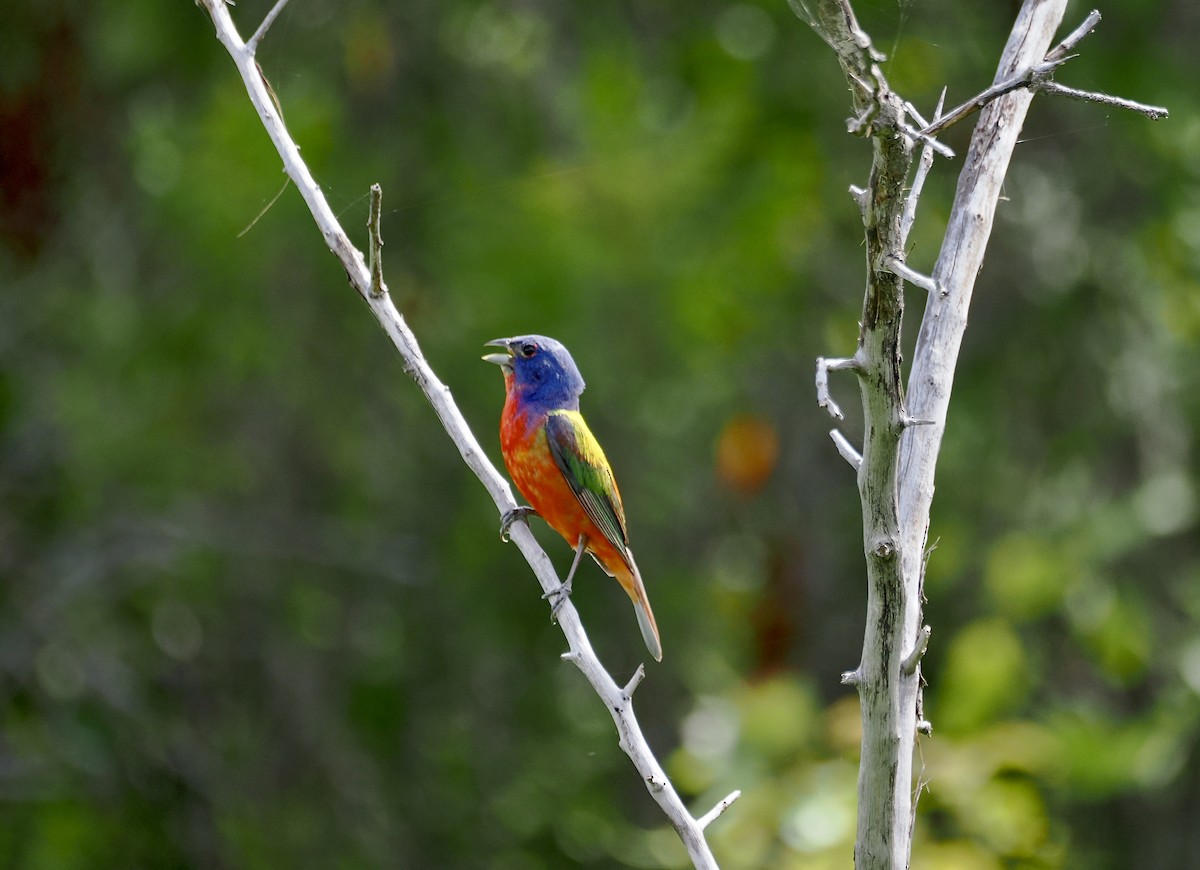 Painted Bunting - ML620680355