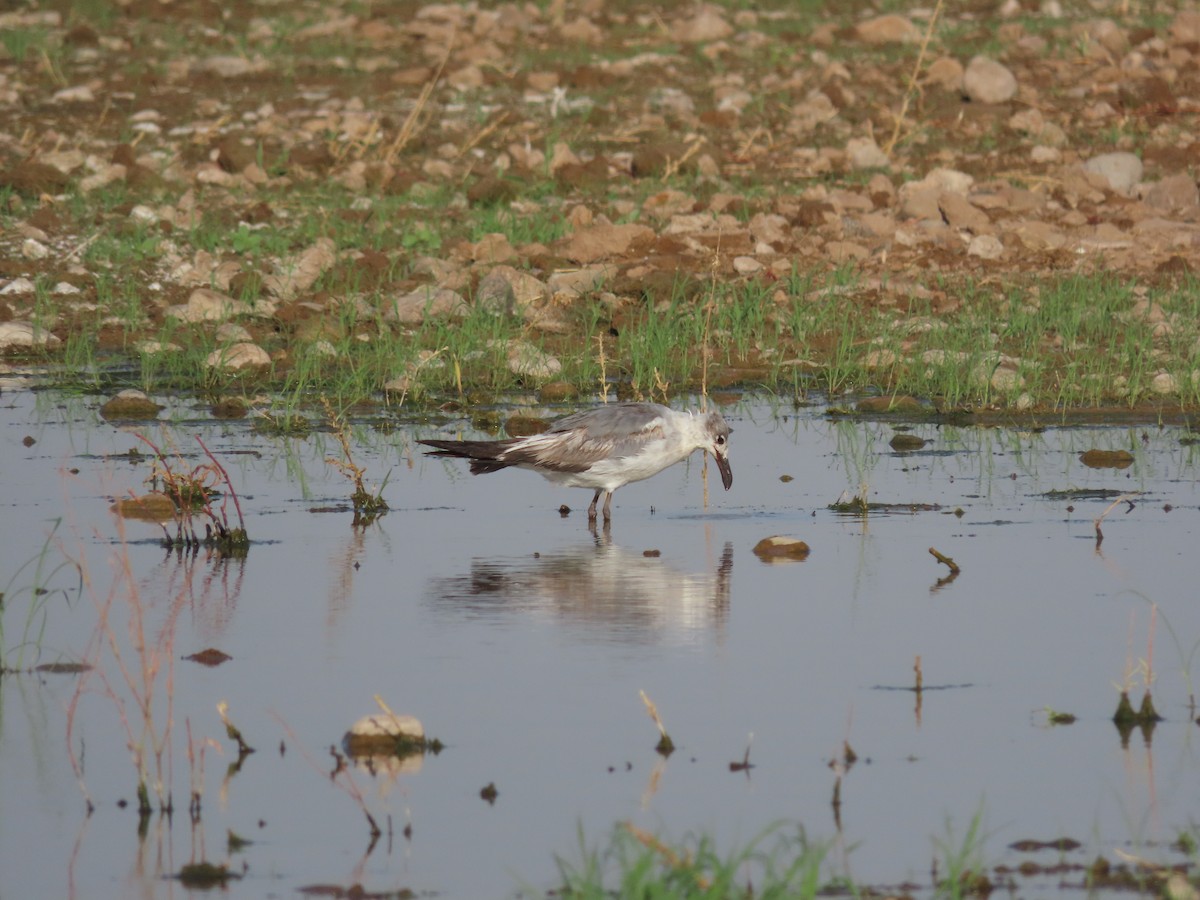 Laughing Gull - Jerry Smit