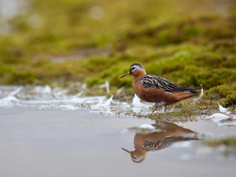 Red Phalarope - ML620680362