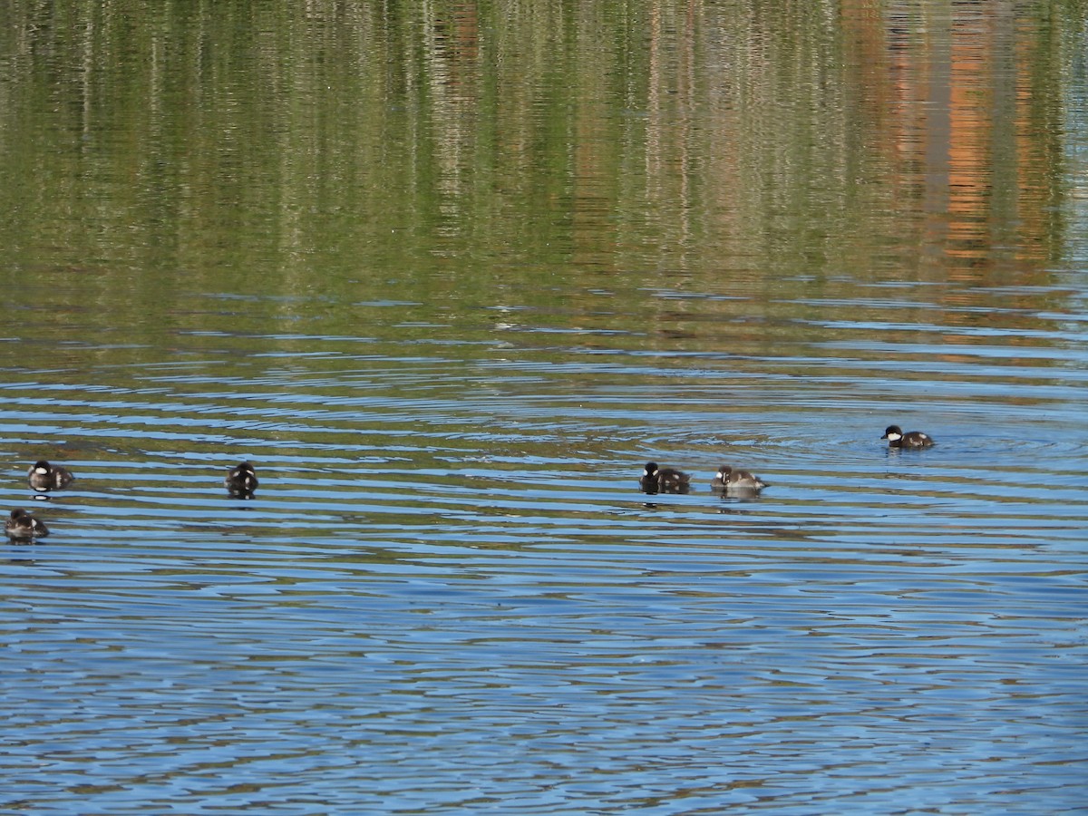 Common Goldeneye - ML620680372