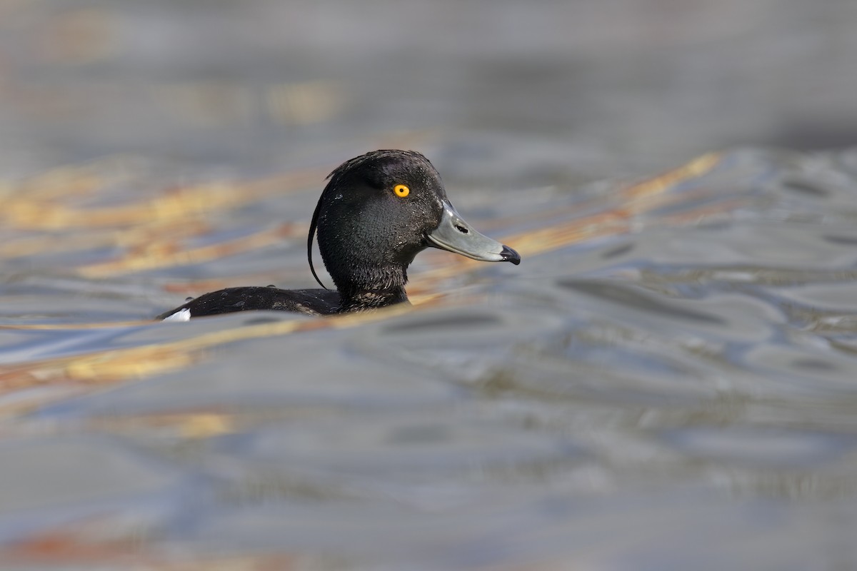 鳳頭潛鴨 - ML620680373