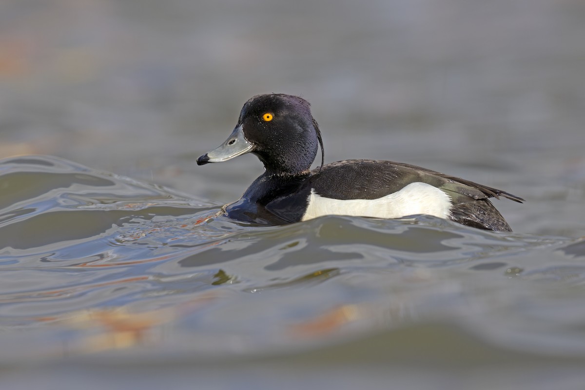 Tufted Duck - Marco Valentini