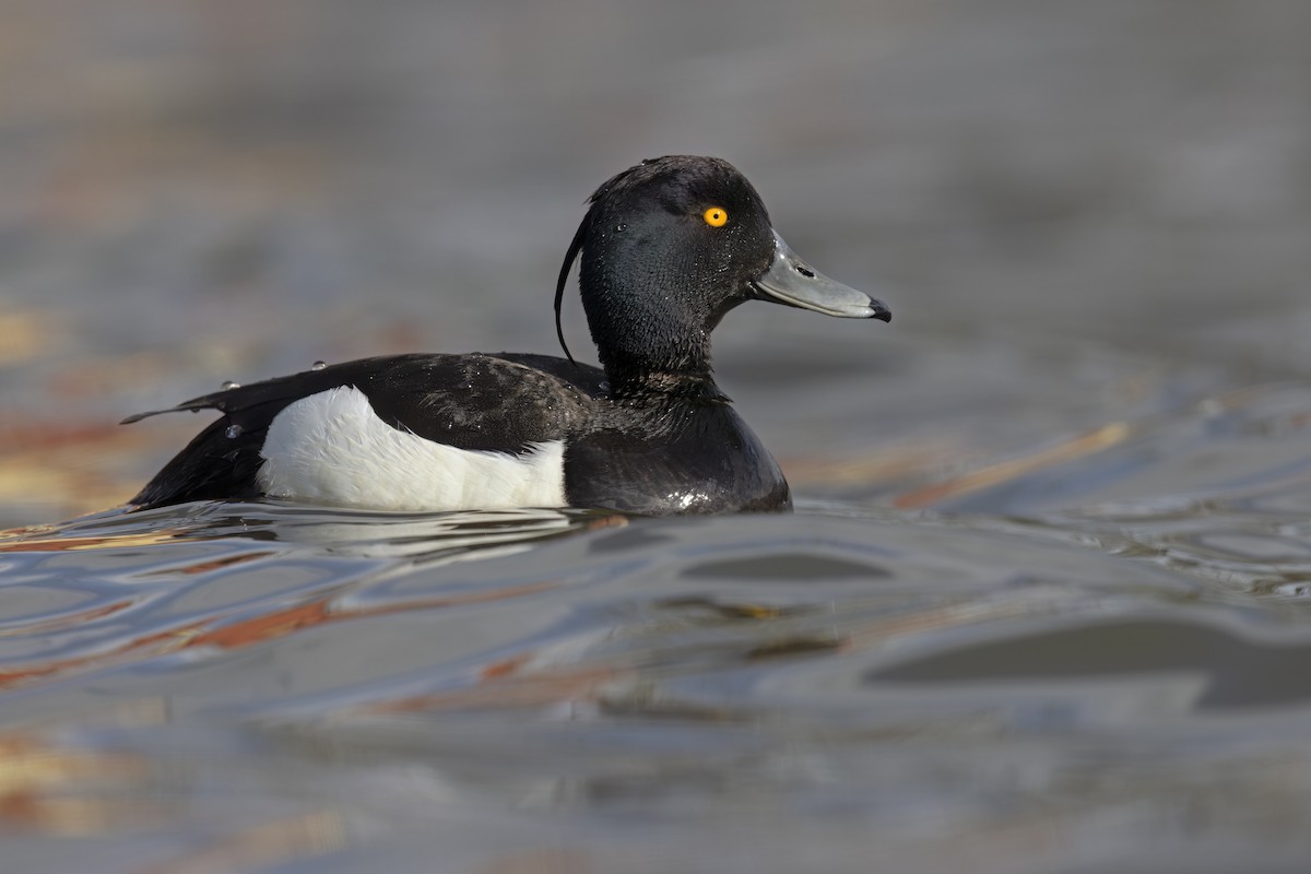 Tufted Duck - ML620680375