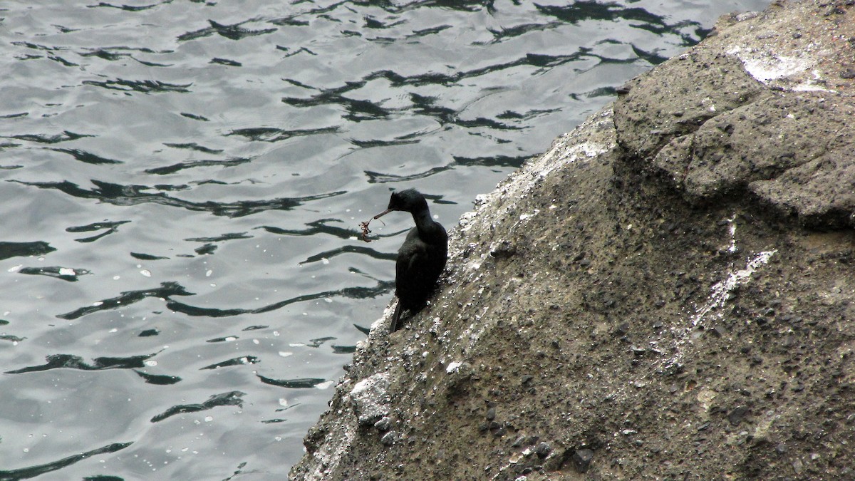 Cormoran pélagique - ML620680376