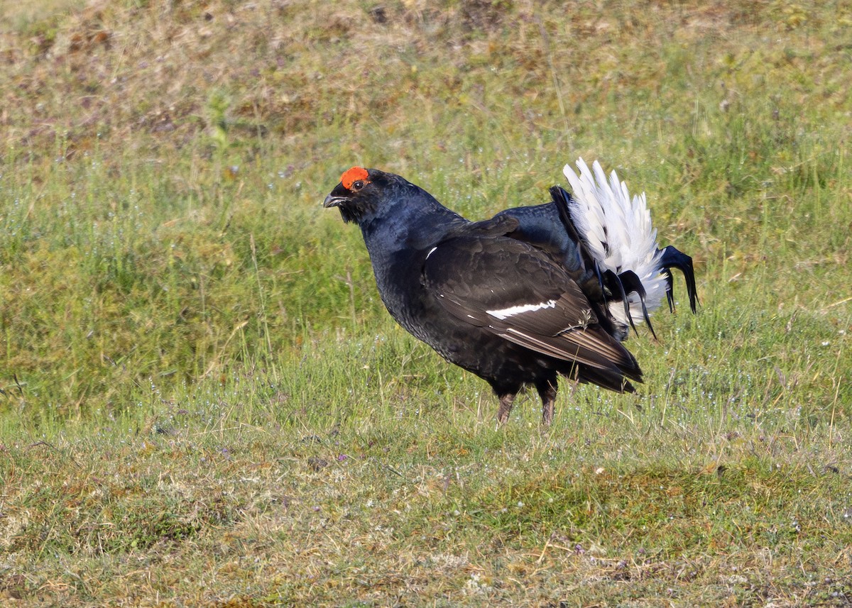 Black Grouse - ML620680377