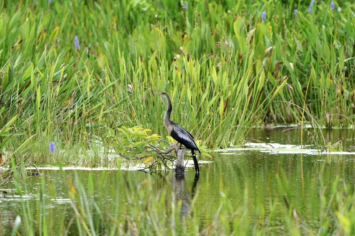 anhinga americká - ML620680378