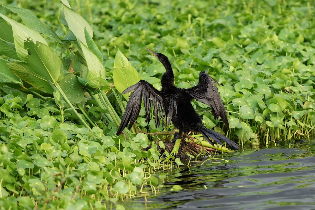 Amerika-Schlangenhalsvogel - ML620680379