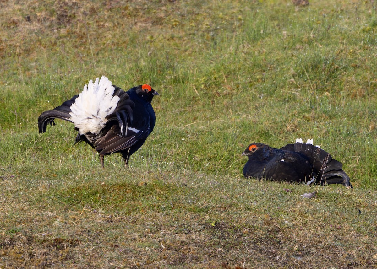 Black Grouse - ML620680380