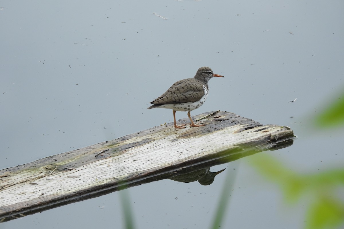 Spotted Sandpiper - ML620680381