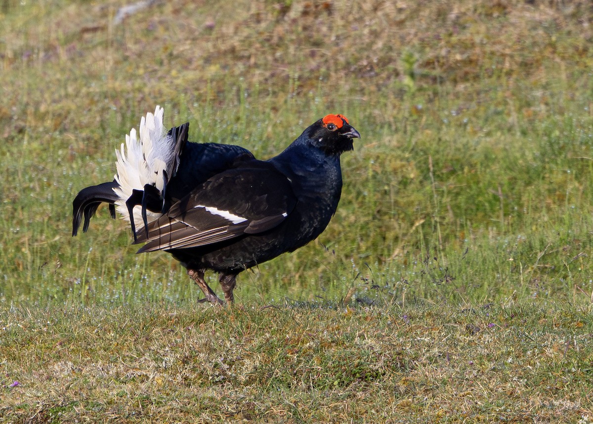 Black Grouse - ML620680382