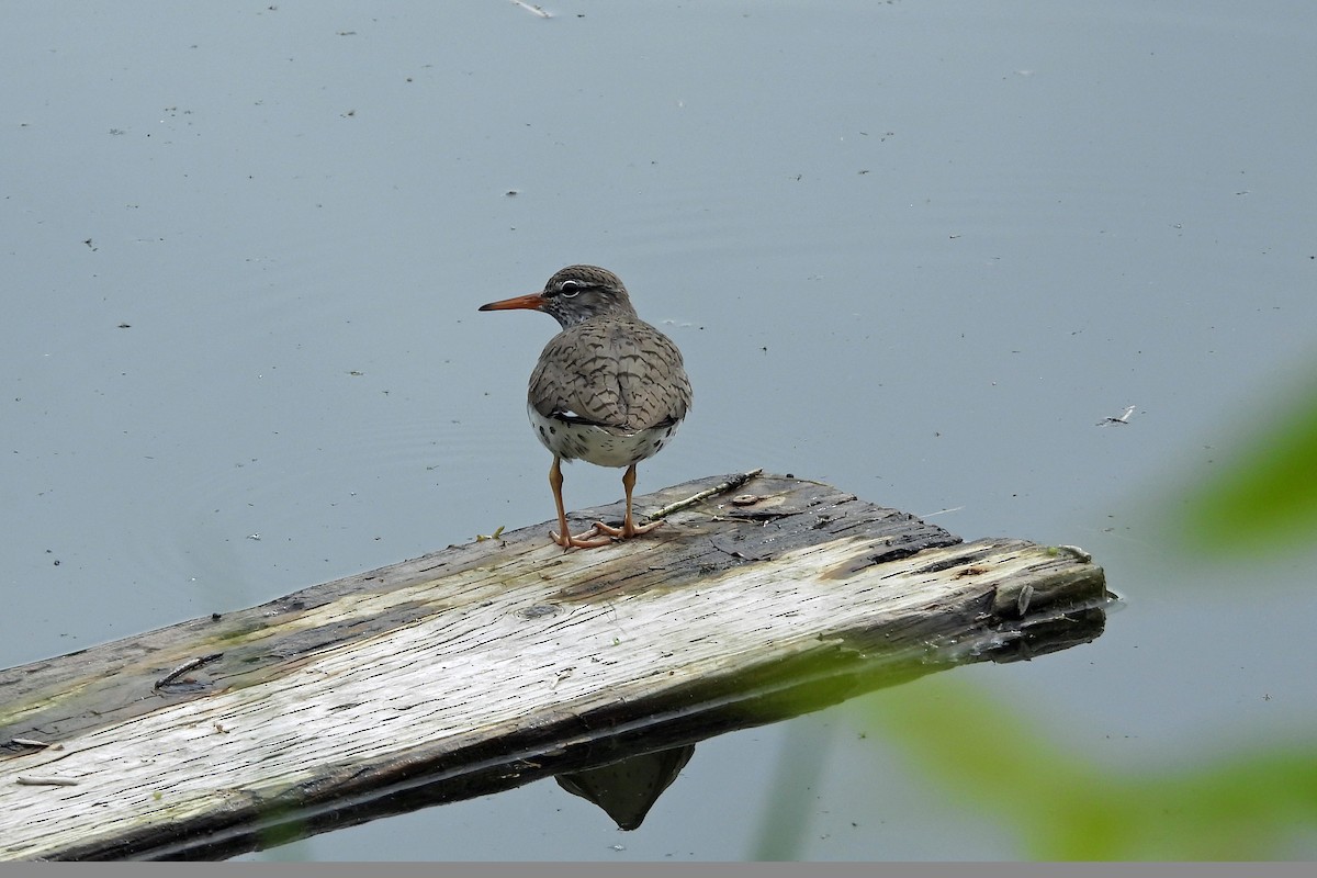 Spotted Sandpiper - ML620680383