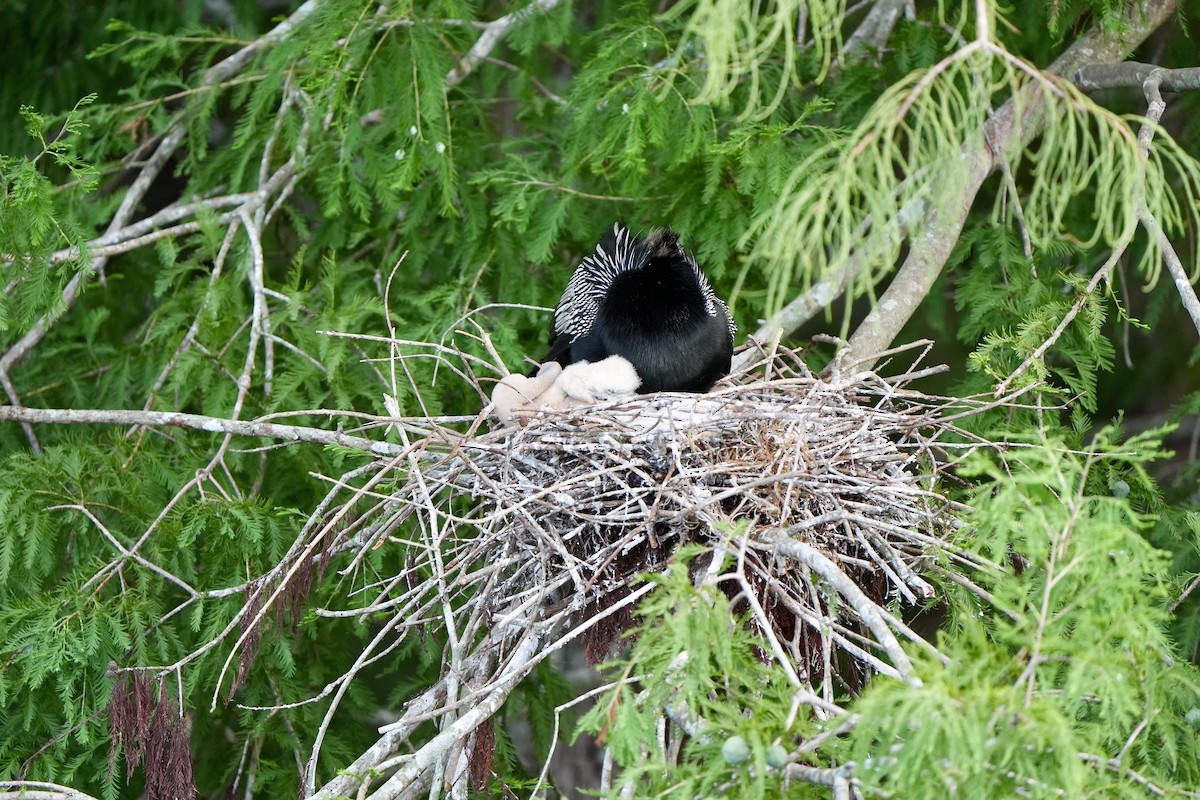 anhinga americká - ML620680385