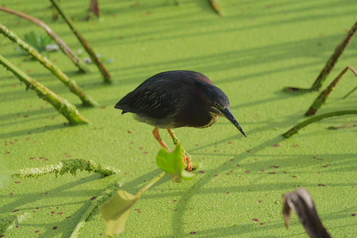 Green Heron - ML620680415