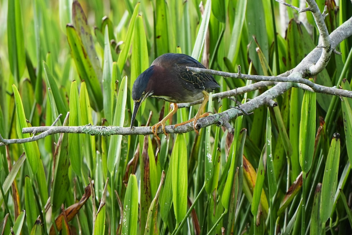 Green Heron - ML620680416