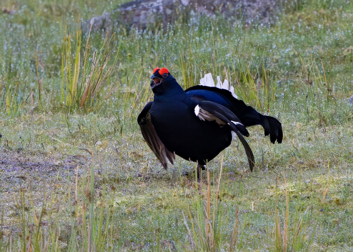 Black Grouse - ML620680417