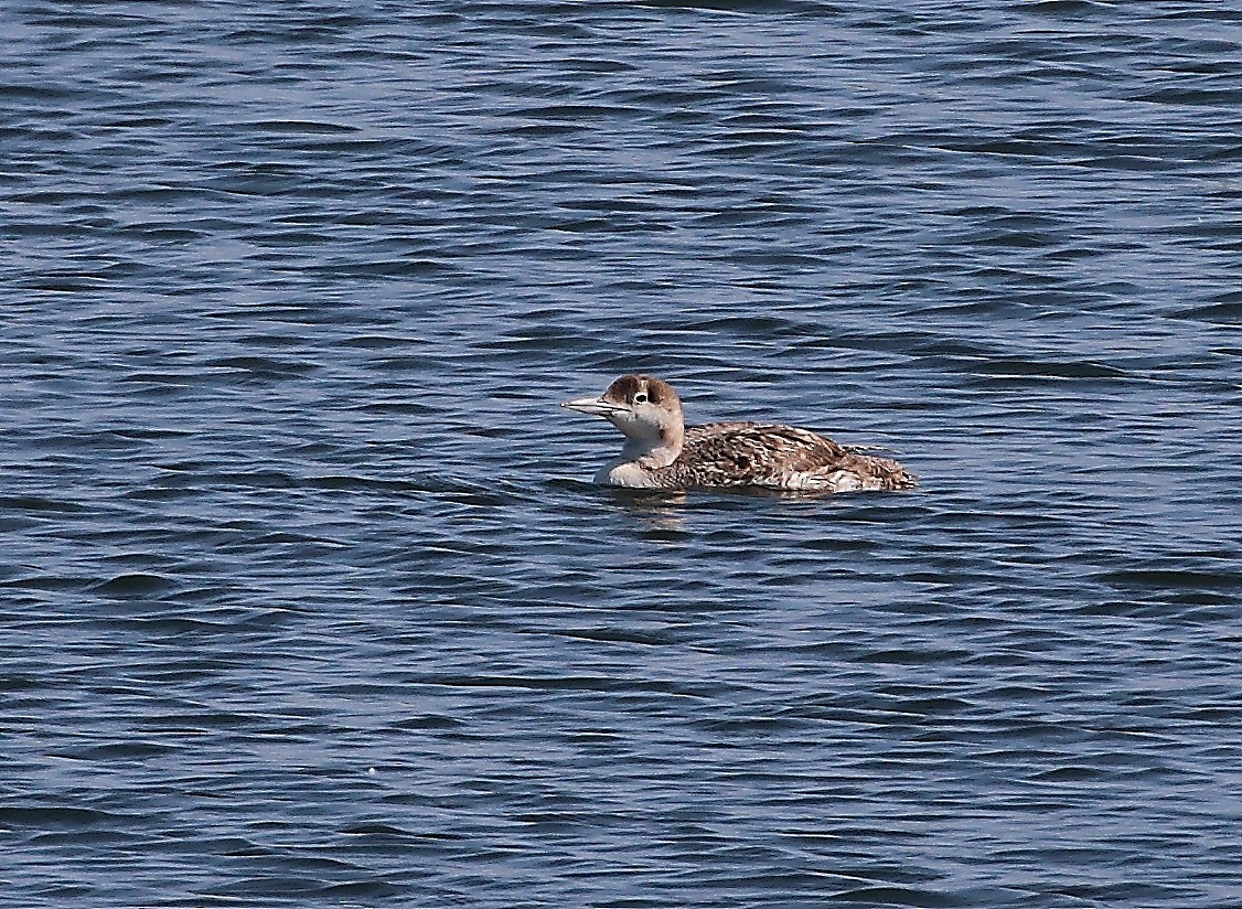 Common Loon - ML620680447